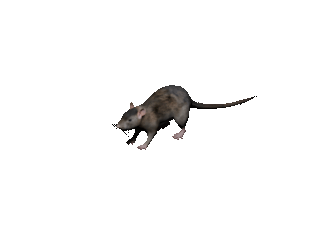 Junior Rat